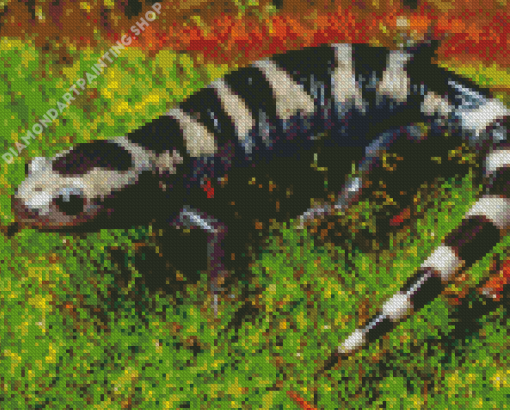 Black And White Salamander Diamond Painting