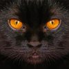 Black Cat With Yellow Eyes Diamond Painting