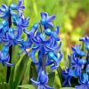 Blue Hyacinth Flowers Diamond painting