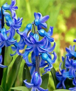 Blue Hyacinth Flowers Diamond painting