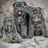 Bouvier Des Flandres Diamond Painting