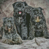 Bouvier Des Flandres Diamond Painting