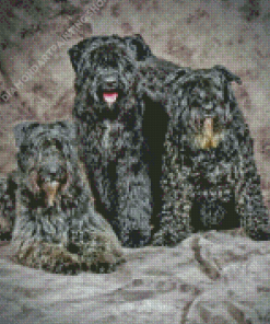 Bouvier Des Flandres Diamond Painting