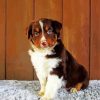 Brown And White Mini Aussie Diamond Painting