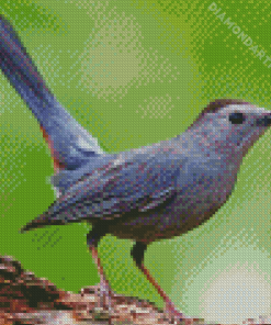 Cat Bird Diamond Painting