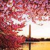 Cherry Blossom Washington Monument Diamond Painting