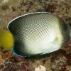 Cream Angelfish Diamond Painting