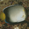 Cream Angelfish Diamond Painting