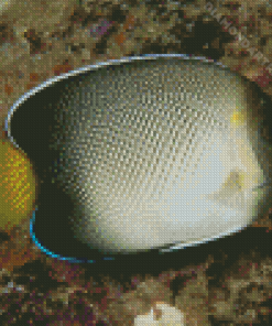 Cream Angelfish Diamond Painting