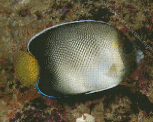 Cream Angelfish Diamond Painting