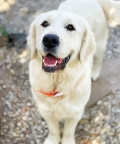 Cream Retriever Diamond Painting