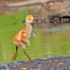 Cute Baby Sandhill Crane Diamond Painting