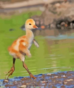 Cute Baby Sandhill Crane Diamond Painting