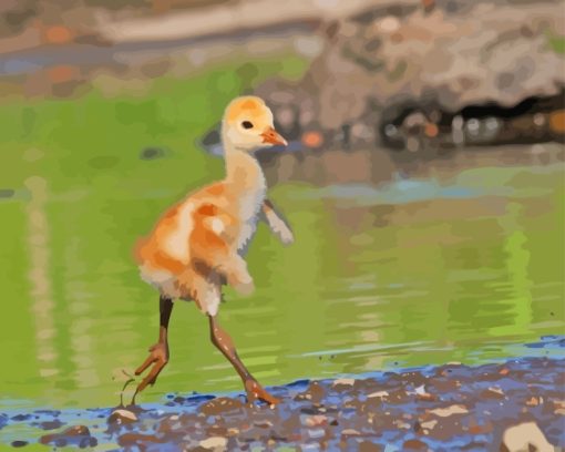 Cute Baby Sandhill Crane Diamond Painting