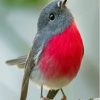 Cute Rose Robin Bird Diamond Painting