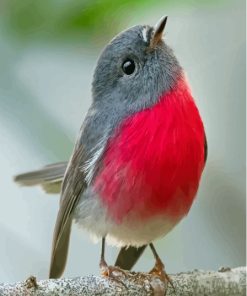 Cute Rose Robin Bird Diamond Painting