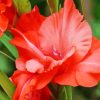 Gladiolus Pink Flower Diamond Painting