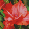 Gladiolus Pink Flower Diamond Painting