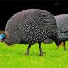 Guinea Fowl Bird Diamond Painting