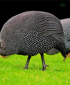 Guinea Fowl Bird Diamond Painting