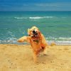 Happy Dog In The Beach Diamond Painting