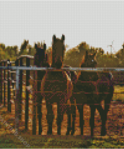 Horses By Fence Diamond Painting