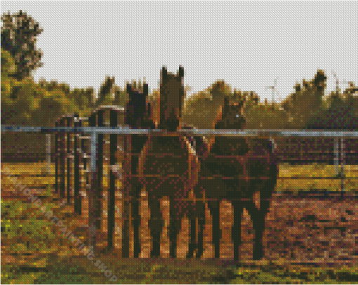 Horses By Fence Diamond Painting