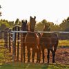 Horses By Fence Diamond Painting