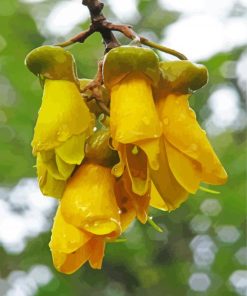 Kowhai Plant Diamond Painting