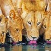 Lions Drinking Water Diamond Painting