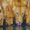 Lions Drinking Water Diamond Painting