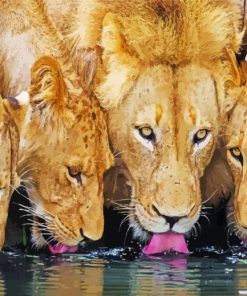 Lions Drinking Water Diamond Painting