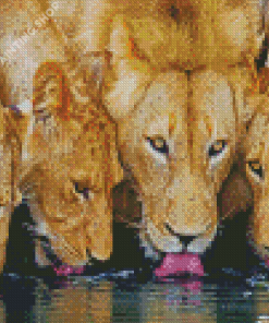 Lions Drinking Water Diamond Painting