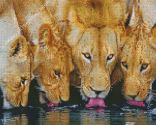 Lions Drinking Water Diamond Painting