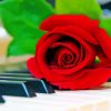 Piano Keys With Rose Diamond Painting