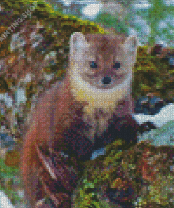 Pine Marten Diamond Painting