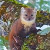 Pine Marten Diamond Painting