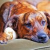 Plott Hound On Sofa Diamond Painting