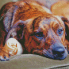 Plott Hound On Sofa Diamond Painting