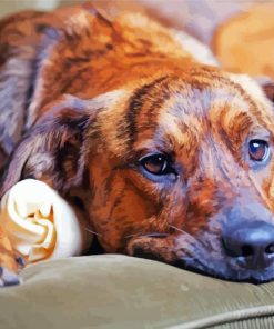 Plott Hound On Sofa Diamond Painting