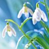 Raindrops On Snowdrops Flowers Diamond Painting