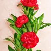 Red Peonies Flowers Diamond Painting