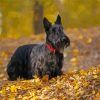 Scottish Terrier Animal Diamond Painting