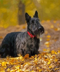 Scottish Terrier Animal Diamond Painting