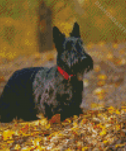 Scottish Terrier Animal Diamond Painting