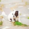 Small Black And White French Bulldog Puppy Diamond Painting