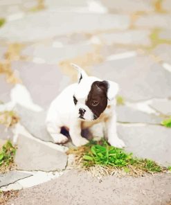 Small Black And White French Bulldog Puppy Diamond Painting