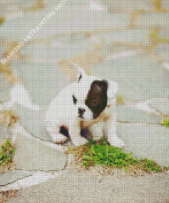 Small Black And White French Bulldog Puppy Diamond Painting