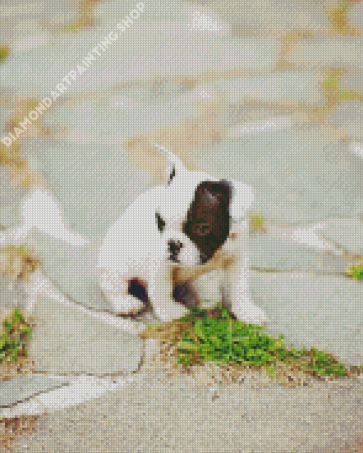 Small Black And White French Bulldog Puppy Diamond Painting