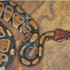 The Ball Python Snake Diamond Painting